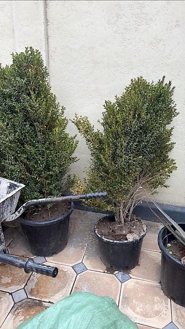 купить кустарники декоративные: Вечнозелёные декоративные кустарники в горшках для сада и ландшафтного — 1