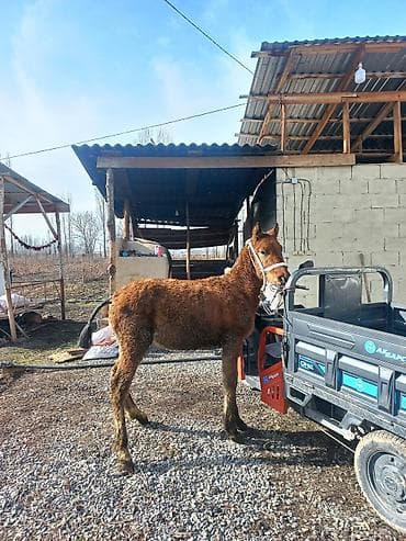 пони пони: Продаю | Жеребенок | Для разведения — 1