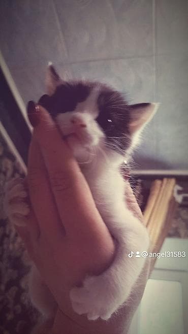 скоттиш страйт шотландская прямоухая кошка: Кошка даром: Скотиш Страйт (Шотландская прямоухая), 1 месяц, Мальчик, Приучена к лотку — 2