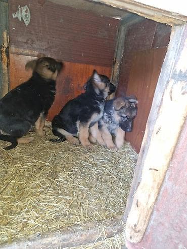 Отдам даром собаку: Немецкая овчарка — щенки от рабочих родителей Предлагаются щенки — 4