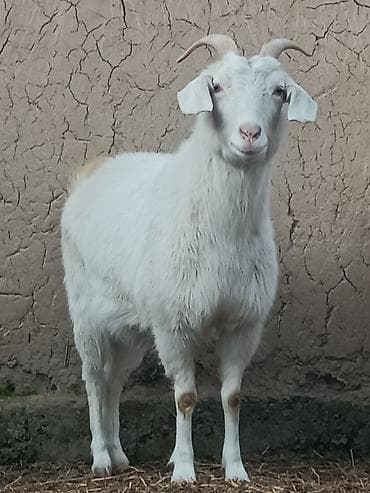 кой овцы: Продаю | Коза (самка) | Для молока | Племенные — 1