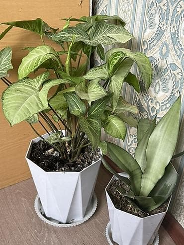 Сейфтер: Комнатные растения в декоративных горшках (набор). Состав набора: - — 8