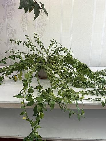 Дом и сад: Комнатные растения в горшках 1) Бегония клубневая (комнатная — 3