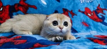 буудай сатылат: Скотиш Фолд (Шотландиялык шалпаң кулак), 3 айлык, Ургаачы, Алтын шиншилла — 7