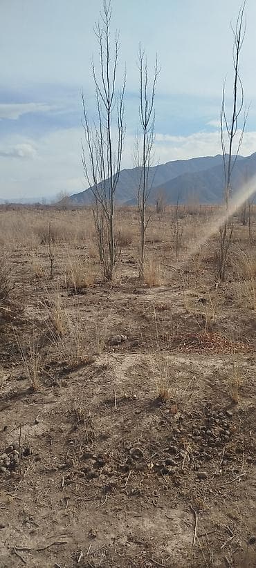 кок джар участок: 100 соток, Для сельского хозяйства, Красная книга — 9