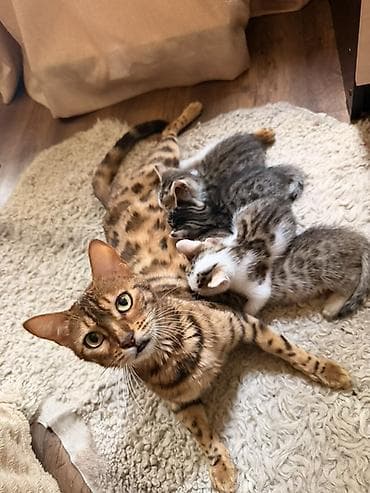 кошки: Продаю котят! Мама бенгальская, папа турецкая Ангора Описание: - — 1
