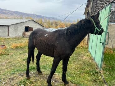 собачий дом: Сатам | Жылкы (эркек) | Жумушка | Асыл тукумдуу — 2