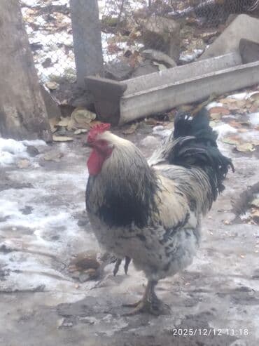 Үй жаныбарлары үчүн товарлар: Продам петухов больше года,3 шт. Цена за одного петуха -1500с — 1