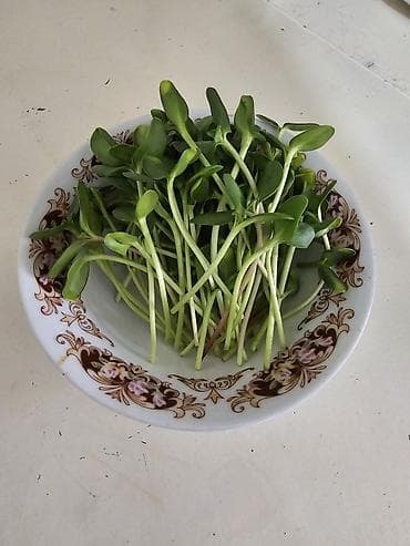 витамины для кур: Микрозелень в лотках - Ассортимент: горох усатый, микрозелень — 5