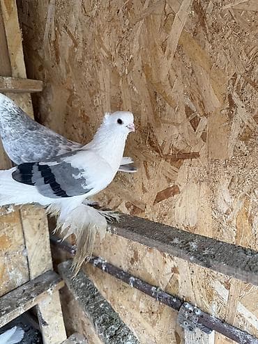 хвостики свеклы: Голубь молодой. Летает на хвост садится — 2