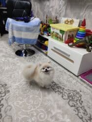 купить собаку шпица недорого: Шпиц, 1 год, Самец, С прививкой, С родословной — 20