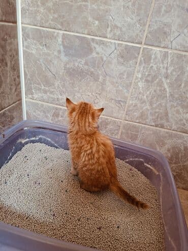 бренд вещи: Плед, Все сезоны, Плюшевый — 6