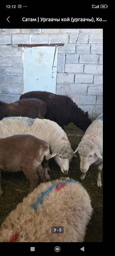 Продаю | Овца (самка) | Полукровка | Для разведения | Племенные