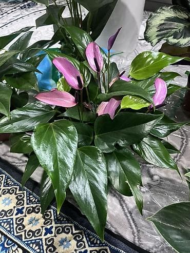 теплицы петуньи: Антуриум (Anthurium) с редкими сиренево‑фиолетовыми покрывалами. - — 3