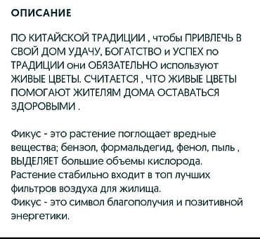 Срочно не дорого каждая по 1400 сомов. Продаю комнатные цветы