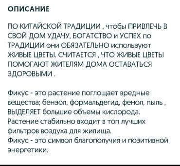 фикус пальма: Срочно срочно не дорого каждая по 1100 сомов. Продаю комнатные — 2