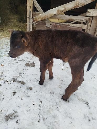 Другие животные: Продаю | Музоо, торпок | Для разведения — 4