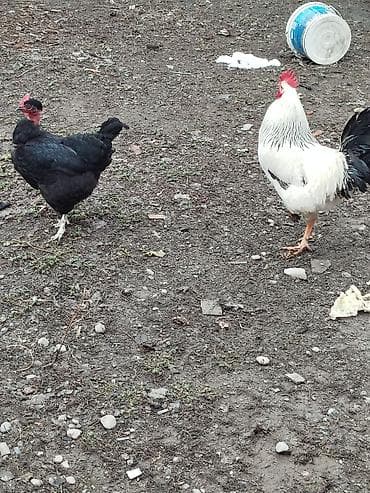 петухи леггорн: Продаю | Куры | Для разведения — 3