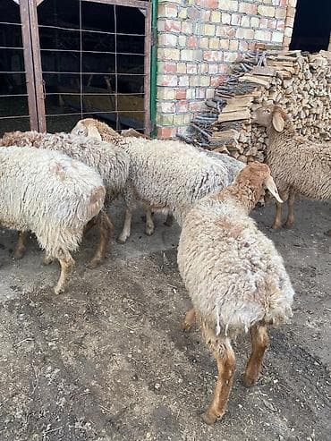 Баран, овца: Продаю | Овца (самка) | Для разведения — 3