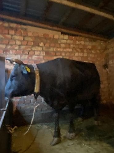 сингапурская кошка купить: Продаю | Корова (самка) | Для молока | Привязанные — 7