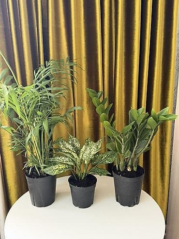 лимонный дерево: Набор комнатных растений в пластиковых горшках: - Хамедорея — 1