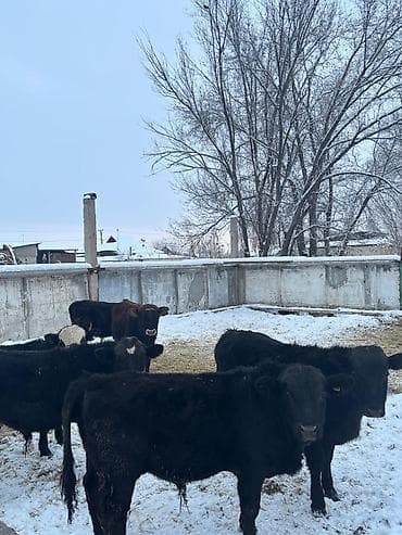 Продаю | Бык (самец) | На откорм at lalafo.kg Продаю | Бык (самец) | На откорм