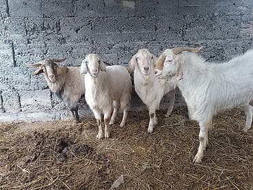 парода эчки: Продаю | Козёл (самец) | Битал | Для разведения | Племенные — 6