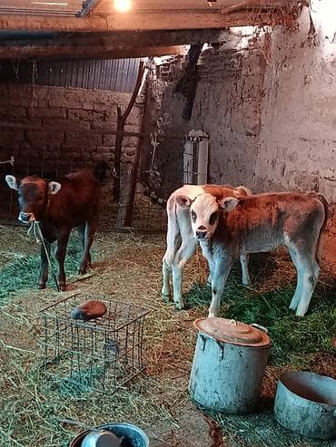 скот корова: Продаю | Корова (самка) | Для молока — 5