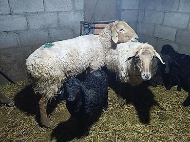 матки пчел: Продаю | Овца (самка) | Для разведения | Матка — 1