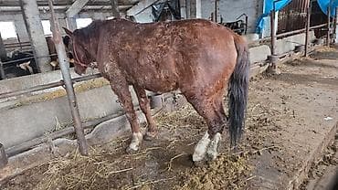 лабрадор цена: Продаю | Жеребец | На забой, Для разведения, Рабочий | Осеменитель — 3