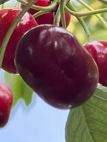 сокулук дом продажа: Дом, 95 м², 4 комнаты, Собственник, Старый ремонт — 20