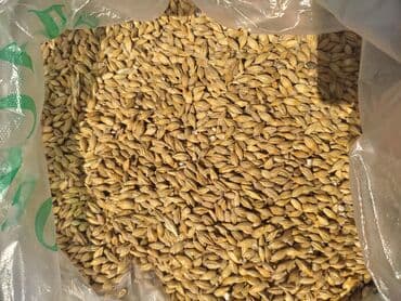 продажа щенков немецкой овчарки с документами в бишкеке: Продается российский ячмень и пшеница россыпью и в мешках, в любом — 1