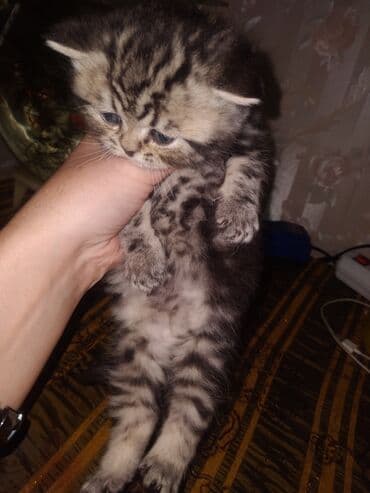 купить котёнка шотландского вислоухого: Шотландские котята — 4