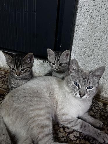 черепаховая кошка: Котята серого тигрового окраса - Помёт из двух котят — 1