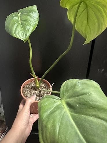 мишка с пледом: Комнатные растения — коллекционные лианы 1) Потос (Epipremnum aureum) — 9