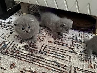 бурма кошка: Шотландские вислоухие котята (Scottish Fold), окрас голубой (blue). - — 2