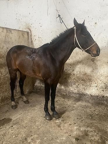 лошадь самка: Продаю | Кобыла (самка) | Конный спорт — 2
