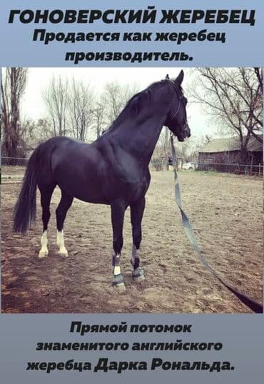 седла для лошади: Продаю | Жеребец | Для разведения | Осеменитель — 3