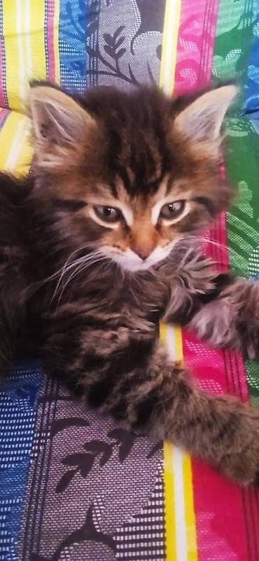 немецкий овчарка щенок: Котята из приюта ищут дом и семью, от блох и глистов обработаны, к — 9