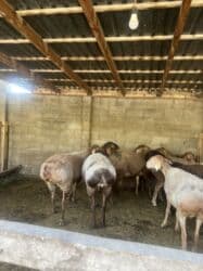 продаю связи с переездом: Продаю | Овца (самка) | Арашан | Для разведения | Матка — 6