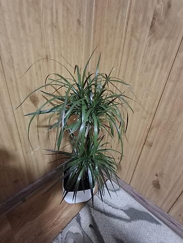 цветы драцена: Продаю не прихотливых, адаптированных комнатных цветов, Все виды — 6