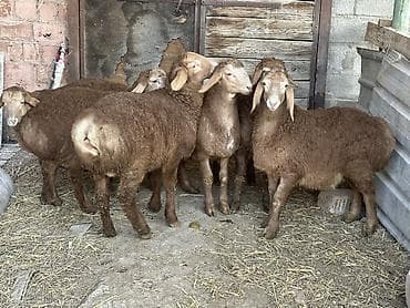 самые экзотические животные: Продаю | Ягненок, Баран (самец) | Для разведения | Племенные, Осеменитель — 3