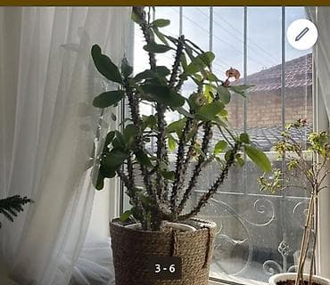 молочай миля: Эуфорбия Милла (Euphorbia milii) — крупное комнатное растение с — 1