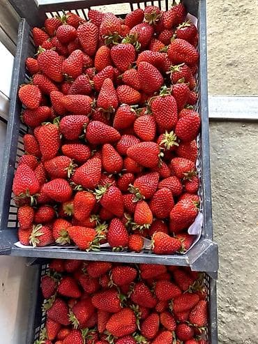 арбузы с поля: Клубника В розницу — 1