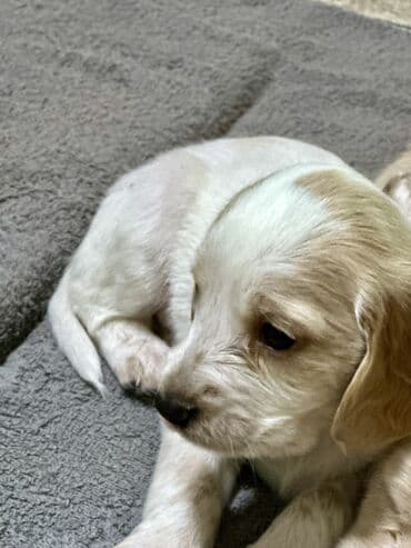 акустические системы nigin колонка в виде собак: Кокер-спаниель, 1 месяц, Самец — 12