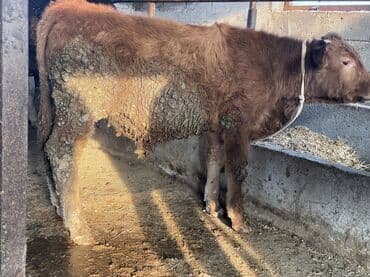 дойный коров: Продаю | Бык (самец) | Для разведения, На забой, На откорм | Искусственник, Племенные — 3