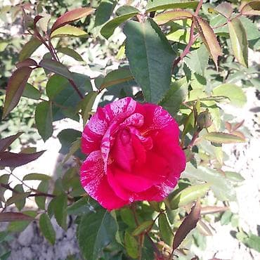 комнатные сушилки для белья: Рассада деревьев: Туи — 10