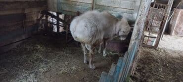 продам кошку: Сатам | Кочкор (эркек) | Союуга — 1