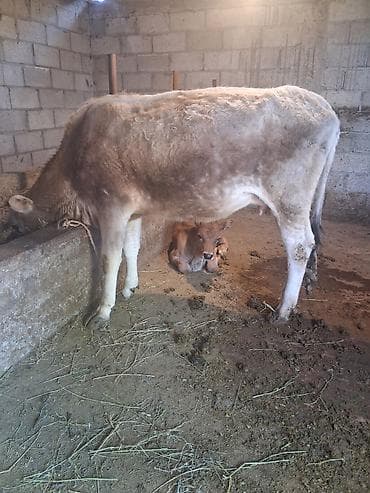 шивиц торпок: Продаю | Корова (самка) | Для разведения | После отела — 3