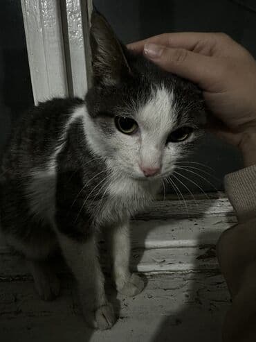 отдам в добрые руки: Кошка даром: Беспородная, Девочка, Приучена к лотку — 6